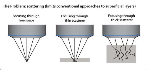 Scattering in biological tissues limits focusing to superficial layers or thin samples.jpg