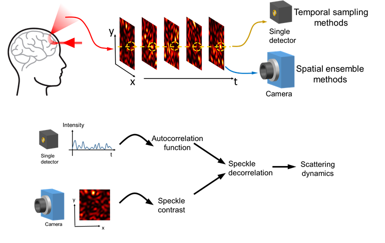 Speckle_visibility_spectroscopy_method