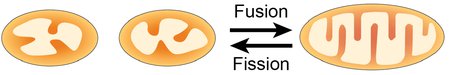 fusion and fission