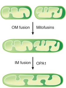 outer membrane and inner membrane fusion