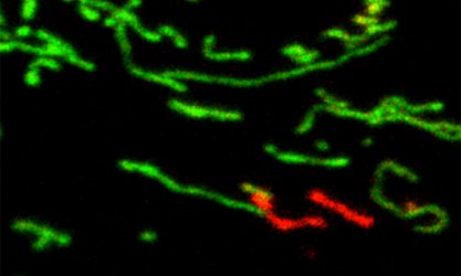 Mitochondria labeled with fluorescent protein