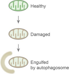 mitophagy