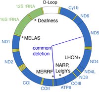 mtDNA