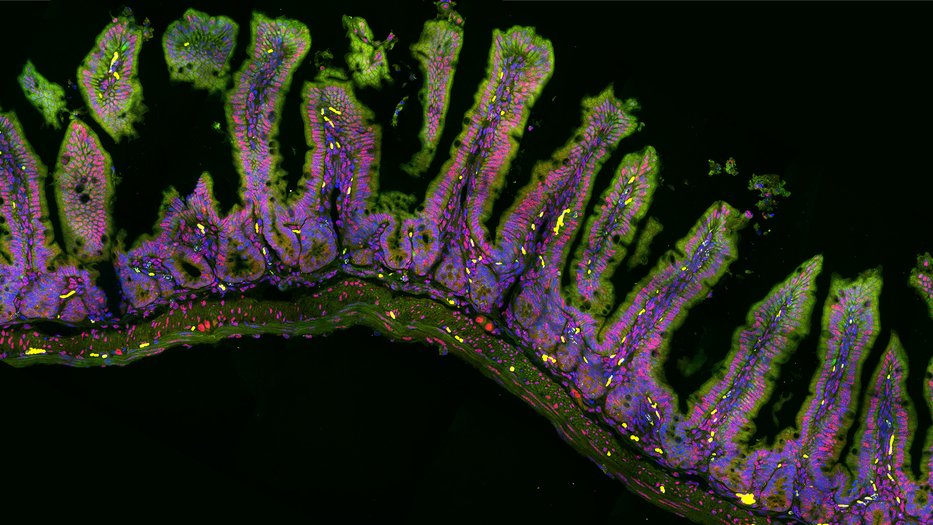 seqFISH microscropy shows occilating waves in ileum gene expression