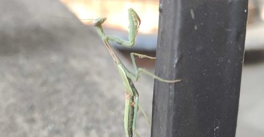 mantis