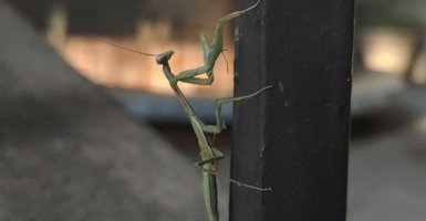 mantis