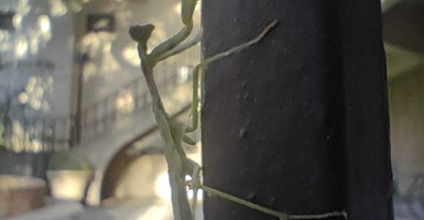 mantis