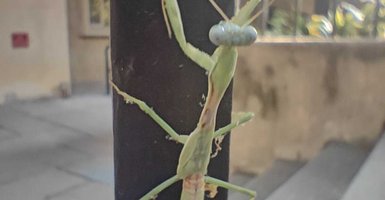 mantis