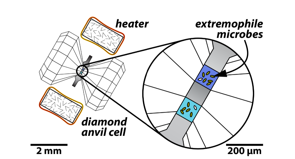 polytex