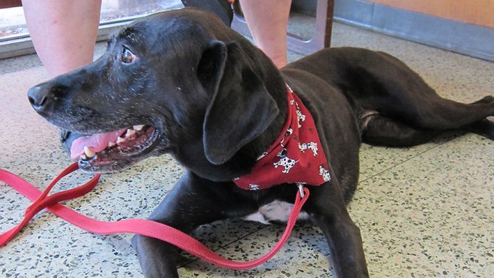 brown lab wearing red bandana around its neck