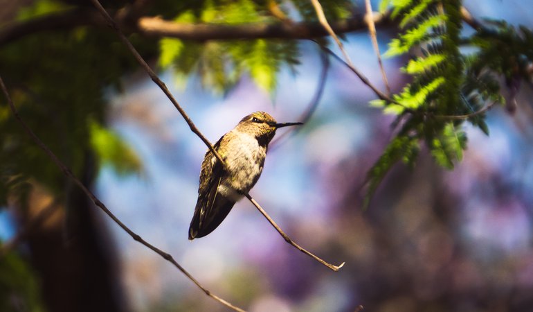 A close up a hummingbird sitting on a small branch.