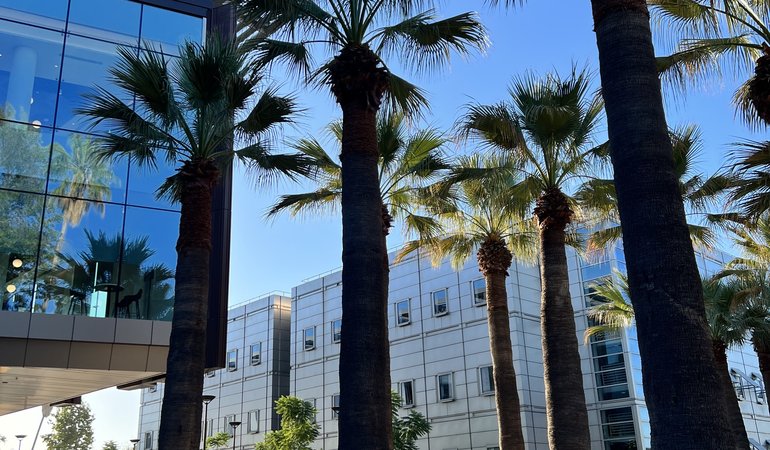 Tall palm trees cast shadows on a paved walkway beside modern glass and metal buildings under a clear blue sky.