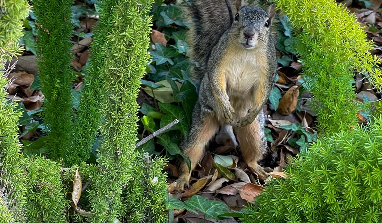 A squirrel stands alert among green, spiky plants and fallen leaves in a shaded garden area.