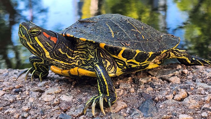 Closeup of turtle at turtle pond