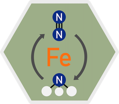 Iron-Catalyzed Nitrogen/Ammonia Cycling