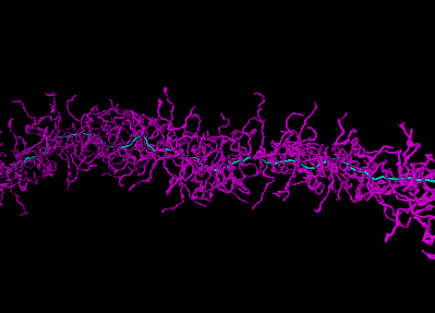 bottlebrush polymers