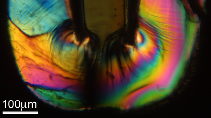 Polarize light micrograph of the crimped state a bioresorbable vascular scaffold of PLLA shows dramatic gradients in structure.