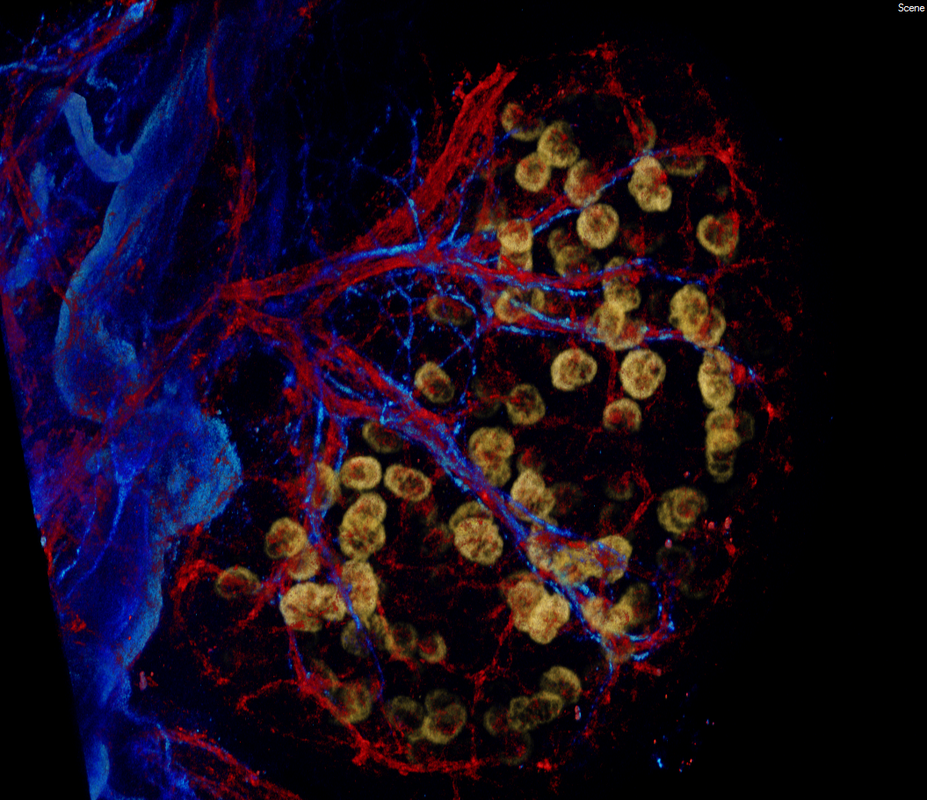 An embryonic day 15.5 kidney stained with PECAM (red, blood vessels), Tuj1 (blue, neurons), and nephrin (yellow, podocytes). The staining procedure was iDISCO. (Image/Riana Parvez and Seth Ruffins)