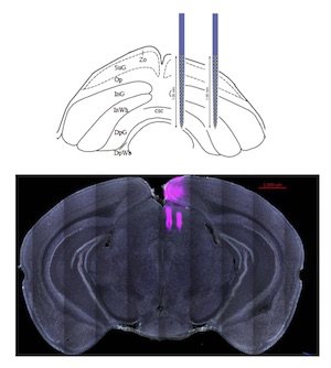 Superior Colliculus