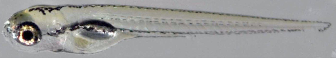 larval zebrafish