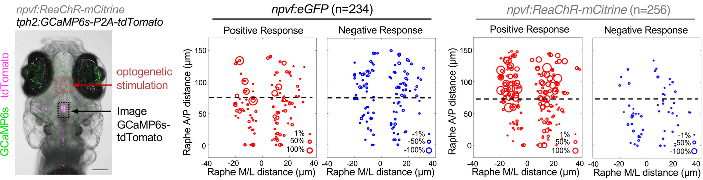 Stimulation of NPVF neurons results in activation of rostral inferior raphe neurons.