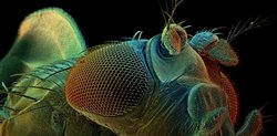 Color-enhanced scanning electron micrograph of Drosophila melanogaster, the common fruit fly.