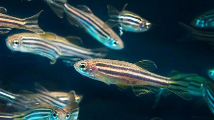 Photograph of zebra fish swimming