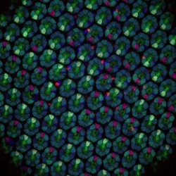 Cells in Drosophila optical system