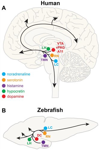 Chiu-and-Prober-2013-neuroanatomy.jpg