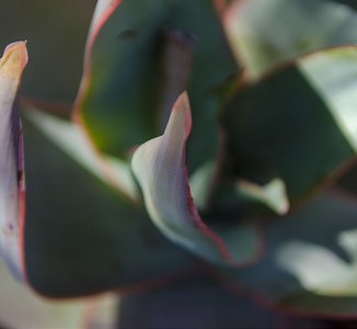 close up of a succulent