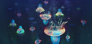 jellyfish