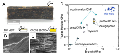 biocomposite microstructure and strength