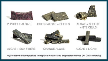 Examples Algae-Based Biocomposites from C. Daraio's Lab