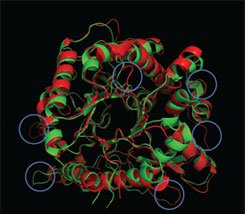 Biofuel enzyme model