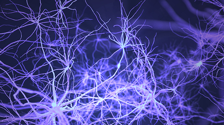 neurons