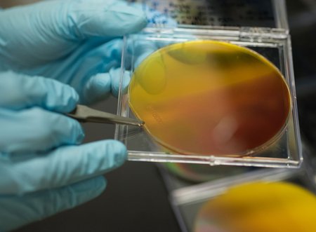 close-up research photo