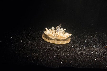 A single Cassiopea jellyfish.