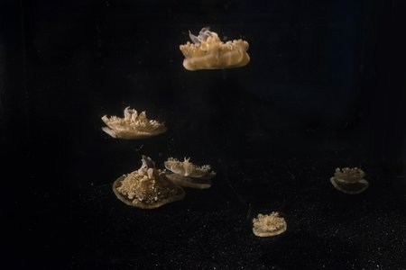 Multiple Cassiopea jellyfish.