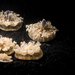 Multiple Cassiopea jellyfish on the bottom of a tank.