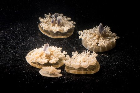 Multiple Cassiopea jellyfish on the bottom of a tank.