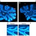 The top row shows two images of a mouse brain slice stained and glowing blue. The box on the left is labeled classical while the box on the left is labeled quantum. The bottom row shows a zoomed-in view of an area within the top row's images, which is outlined within the top images. In the bottom row, the one on the left is labeled E and classical while the one on the right is labeled F and quantum. The images on the right (those that show quantum imaging) are clearer.