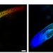 A zebrafish is shown imaged classically on the left and with ICE on the right, both in rainbow colors related to light transmittance. The classical image shows lots of black imperfections. The quantum image shows far fewer.