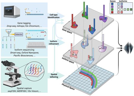 Three techniques are depicted on the left -- gene tagging, isoform sequencing, and spatial capture. Arrows show them combining to yield information in the gene space, isoform space, and physical space.