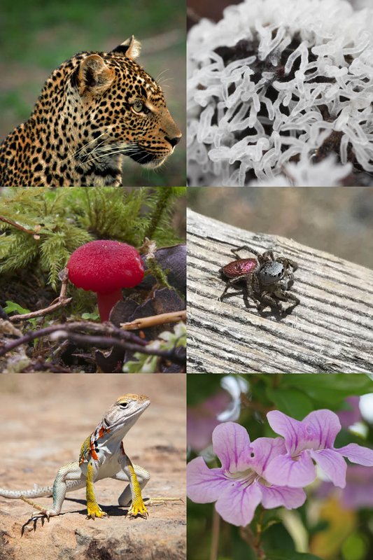 A collage showing a variety of lifeforms