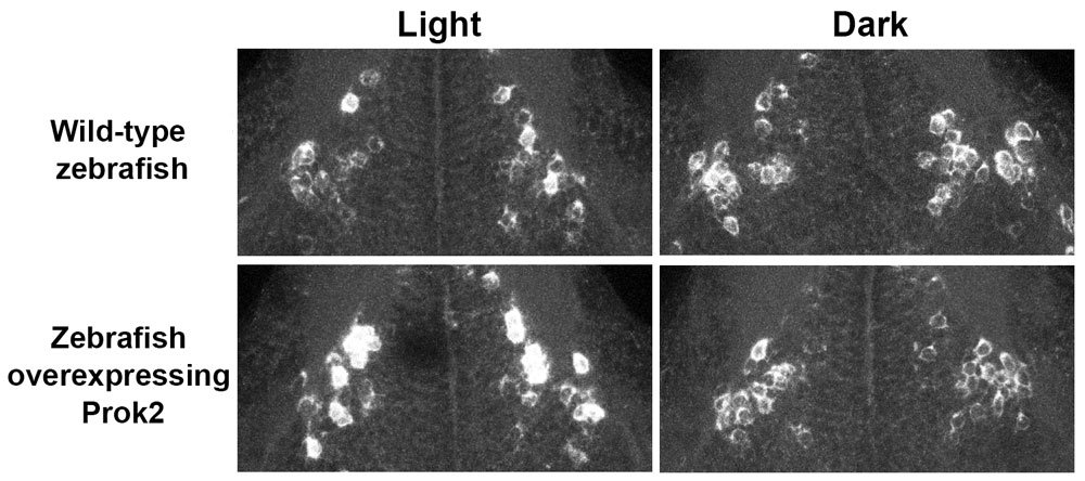 Galanin expression in the brain