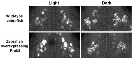 Galanin expression in the brain