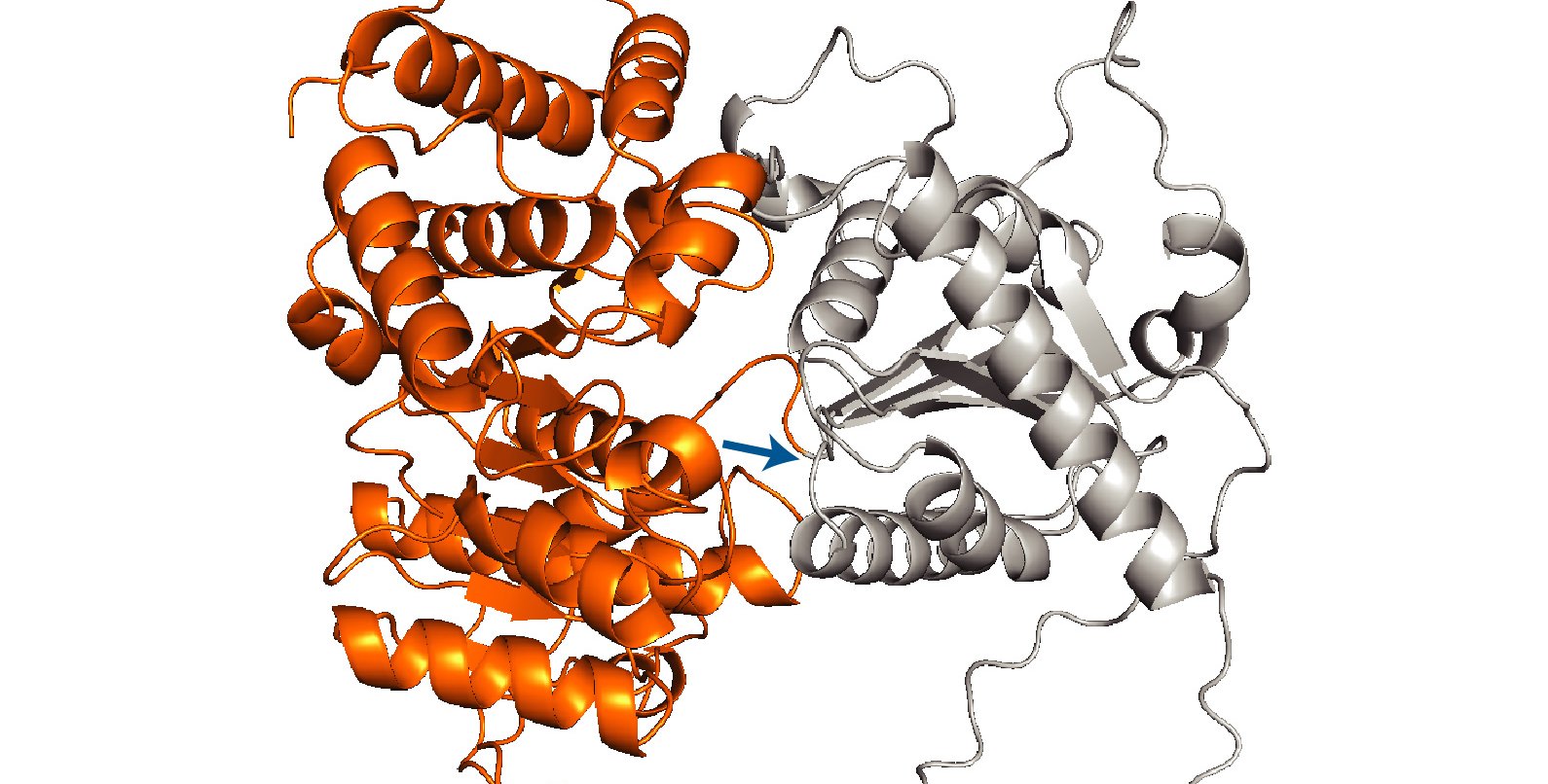 ribbonlike folded protein domains, one shown in orange, the rest shown in gray