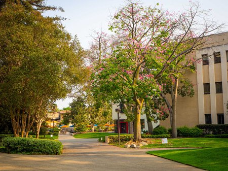 Sunset bathes a tree with pink flowers in warm light. Campus buildings are in the background.