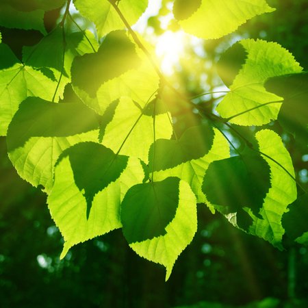 Sun shining through a leaf