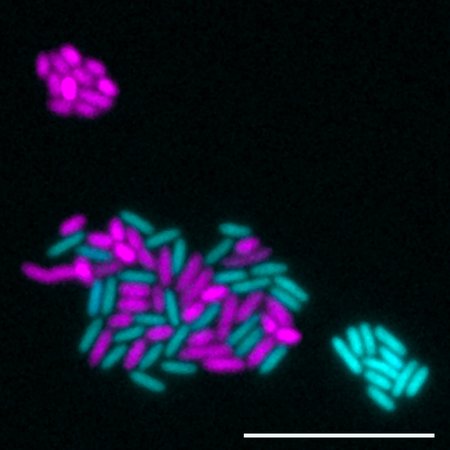 Small pill-shaped ovals of cyan and magenta cluster together